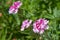 Verbena hybrida vervain ornamental colorful garden flowers in bloom, beautiful flowering plants