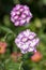 Verbena hybrida vervain ornamental colorful garden flowers in bloom, beautiful flowering plants