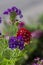 Verbena hybrida vervain ornamental colorful garden flowers in bloom, beautiful flowering plants