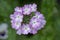 Verbena hybrida vervain ornamental colorful garden flowers in bloom, beautiful flowering plants