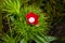 Verbena hybrids Sweet William with white calyx and blood-red petals . Single flower .