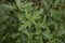 Verbena officinalis close up