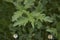 Verbena officinalis close up