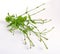 Verbena officinalis, the common vervain or common verbena. On white background