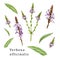 Verbena officinalis herb element organic set. Hand drawn vervain plant collection. Purple natural organic flowers with