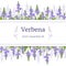 Verbena plant card template with copy space on stripe. Stems. Verbenaceae medicinal herb vector Illustration