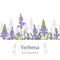 Verbena plant. Stems and flowers. Verbenaceae medicinal herb vector Illustration. Stripe label, copy space