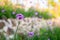 Verbena purple flower closeup