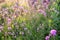 Verbena purple flower sunshine in garden