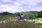 Verbena purple flowers on the background of mountains and blurred skies and morning light in the garden along with couples, men an