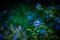 Verbena purple flowers on beautiful bokeh background