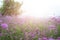 Verbena Purple flowers in the park