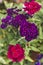 Verbena purple-violet and dark crimson flowers close-up