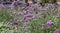 Verbena or purpletop vervain blossoms meadow background