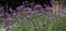 Verbena or purpletop vervain blossoms meadow background