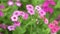 Verbena Red Pink White Flowers HD Footage