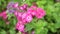 Verbena Red Pink White Flowers HD Footage