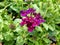 Verbena `Showboat Midnight`