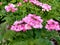 Verbena `Showboat Pink`