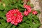 Verbena Sweet dreams Voodoo star plant with bell shaped flower clusters of vivid red and peachy white starred flowers in home