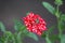Verbena Sweet dreams Voodoo star plant with single cluster of vivid red and peachy white starred flowers growing in local urban