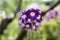 Verbena Trailing Samira, violet and white color