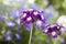 Verbena Trailing Samira, violet and white color
