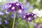 Verbena Trailing Samira, violet and white color