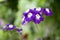 Verbena Trailing Samira, violet and white color