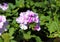 verbena wicked purple flowers or Sea heart (garden verbena