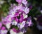verbena wicked purple flowers or Sea heart (garden verbena