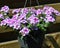 verbena wicked purple flowers or Sea heart (garden verbena