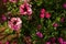 Verbenia and Petunia, Colorful Flowers