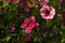 Verbenia and Petunia, Colorful Flowers