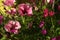 Verbenia and Petunia, Colorful Flowers