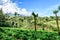 Verdant agricultural farmland in Guatemalan highlands