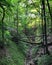 Verdant Canopy in the Forest Depths - AKRON, OHIO