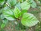 Verdant Canopy: Hibiscus Leaf Elegance