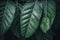 Verdant Elegance: Close-Up of Lush Tropical Green Leaf in Natural Setting