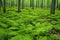 verdant ferns covering the forest floor