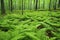 verdant ferns covering the forest floor