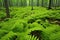 verdant ferns covering the forest floor