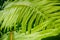 Verdant ferns growing in the forest, California