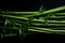 Verdant Green bamboo. Generate Ai