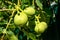 Verdant green walnuts growing in the garden