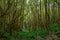 verdant landscape with tree trunks on the island of flowers of the archipelago of the Azores