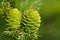 Verdant larch cones in spring