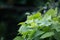 Verdant Oasis: Lush Green Foliage Adorning the Garden