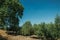 Verdant orchard with olive trees