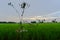 a verdant rice field under a clear sky.